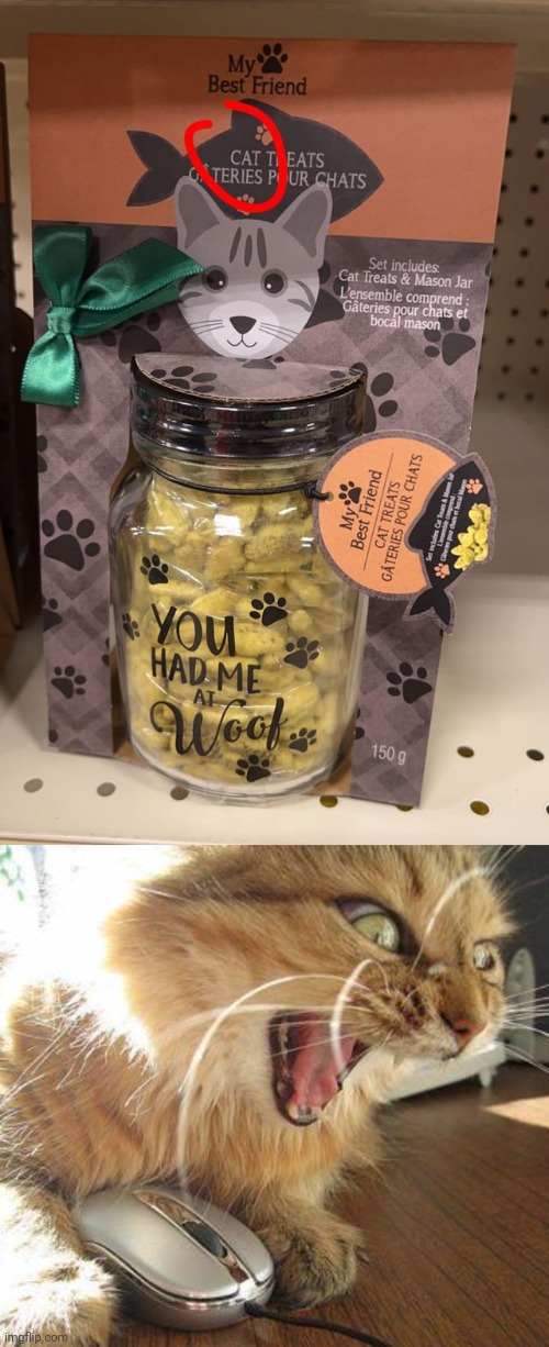 More like you had me at meow | image tagged in angry cat,woof,meow,cat,you had one job,memes | made w/ Imgflip meme maker