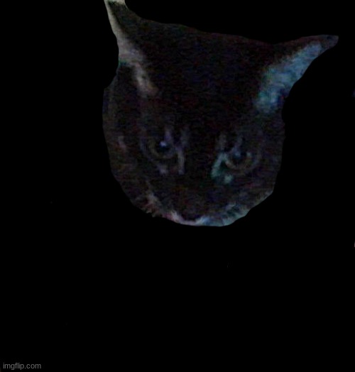 my cat | made w/ Imgflip meme maker