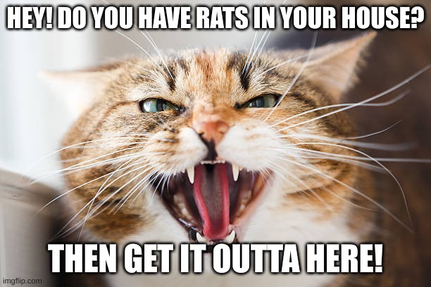 angry cat tells you about the rats | HEY! DO YOU HAVE RATS IN YOUR HOUSE? THEN GET IT OUTTA HERE! | image tagged in memes | made w/ Imgflip meme maker