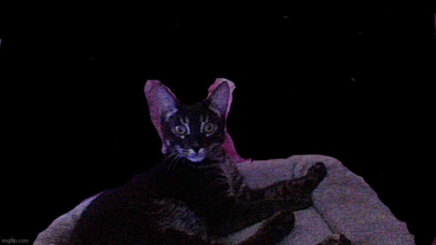 my cat again (also his name is fluffy) | made w/ Imgflip meme maker