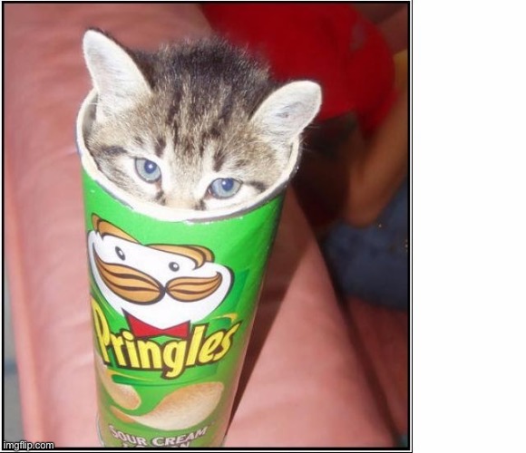 Cat pringles  | image tagged in cat pringles | made w/ Imgflip meme maker