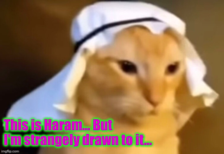 haram cat | This is Haram... But I'm strangely drawn to it... | image tagged in haram cat | made w/ Imgflip meme maker