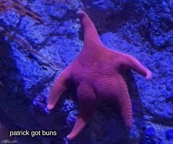 gyatt | patrick got buns | image tagged in gyatt,patrick,starfish,butt,funny,why are you reading the tags | made w/ Imgflip meme maker