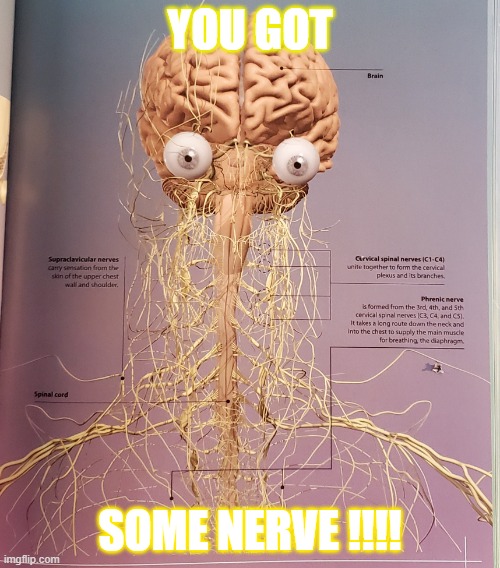 you got some nerve | YOU GOT; SOME NERVE !!!! | image tagged in biology,comedy,system,nervous,funny memes,memes | made w/ Imgflip meme maker