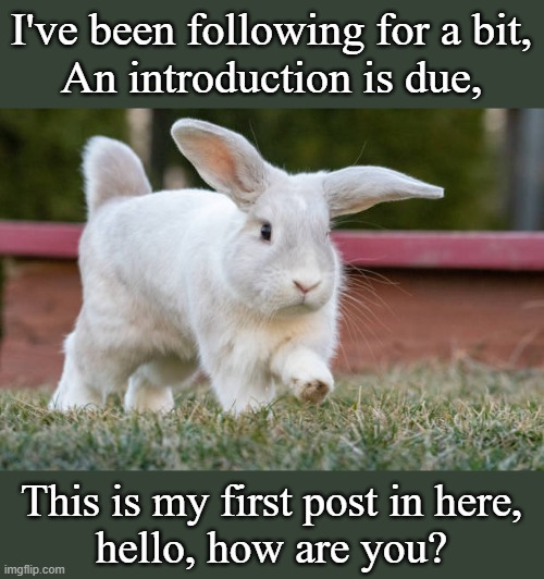 Hi everyone! Feel free to ask a few questions, if you'd like- just nothing too personal, please :) | I've been following for a bit,
An introduction is due, This is my first post in here,
hello, how are you? | image tagged in poetry,rabbit,bunny,hello there | made w/ Imgflip meme maker
