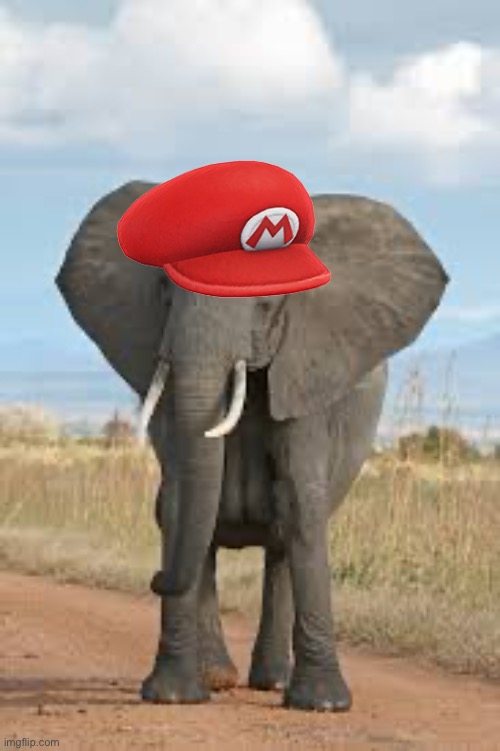 image tagged in mario hat,elephant | made w/ Imgflip meme maker