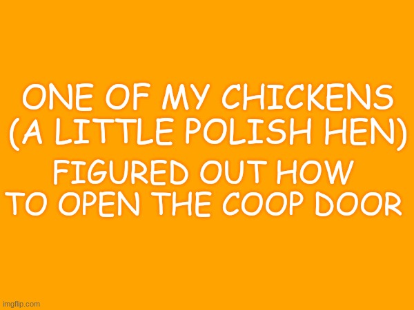 !!!!!! I found a stream about chickens :D | ONE OF MY CHICKENS
(A LITTLE POLISH HEN); FIGURED OUT HOW TO OPEN THE COOP DOOR | made w/ Imgflip meme maker