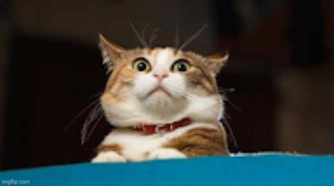 Terrified Cat | image tagged in terrified cat | made w/ Imgflip meme maker