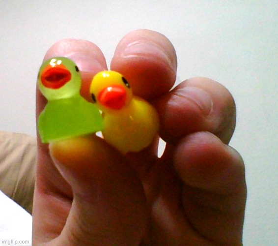 MY DUCKIES | image tagged in ducks | made w/ Imgflip meme maker