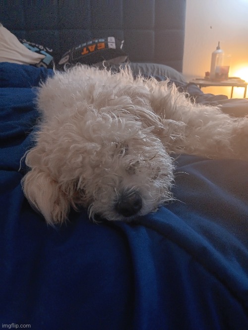 my dog | made w/ Imgflip meme maker