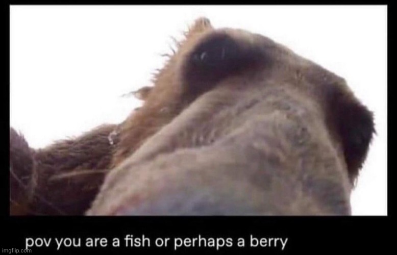 Le bear | image tagged in memes,bear,strawberries,fish | made w/ Imgflip meme maker