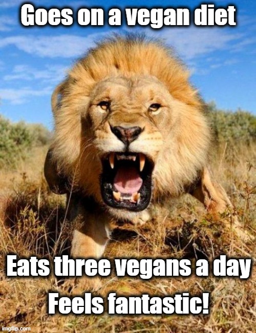 Vegan Diet | Goes on a vegan diet; Feels fantastic! Eats three vegans a day | image tagged in lion,vegan,vegans,funny,funny memes | made w/ Imgflip meme maker