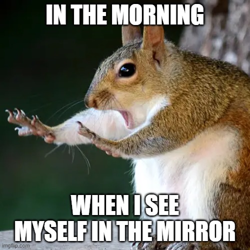 squirrel | IN THE MORNING; WHEN I SEE MYSELF IN THE MIRROR | image tagged in morning | made w/ Imgflip meme maker