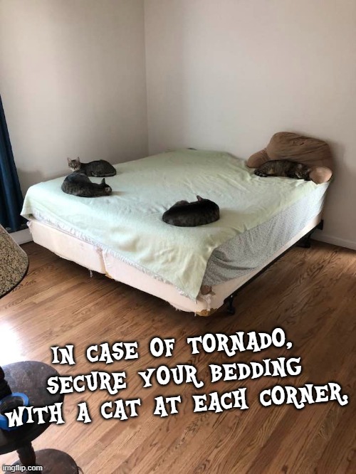 bed secure cats | IN CASE OF TORNADO, SECURE YOUR BEDDING WITH A CAT AT EACH CORNER. | image tagged in tornado,pinned,nailed | made w/ Imgflip meme maker