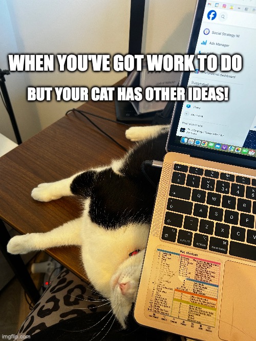 Cat work | WHEN YOU'VE GOT WORK TO DO; BUT YOUR CAT HAS OTHER IDEAS! | image tagged in cat,funny memes | made w/ Imgflip meme maker