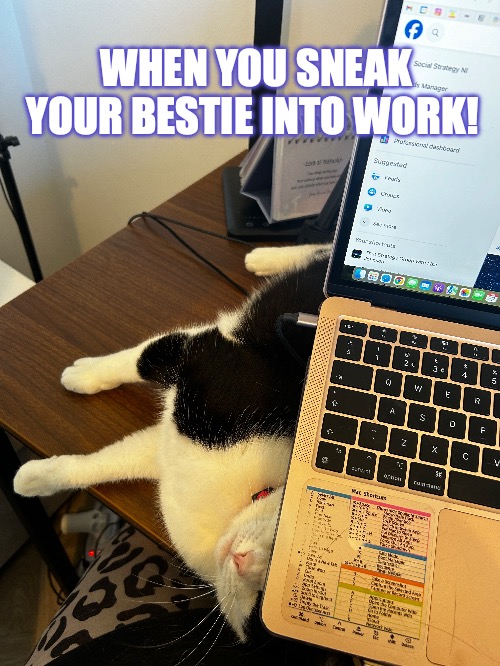 Bestie at work! | WHEN YOU SNEAK YOUR BESTIE INTO WORK! | image tagged in cat,wfh,funny,pets,animals | made w/ Imgflip meme maker