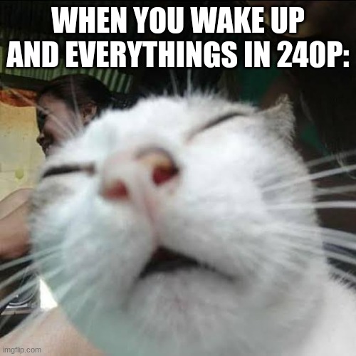 Temporary cataracts | WHEN YOU WAKE UP AND EVERYTHINGS IN 240P: | image tagged in squinting eyes cat | made w/ Imgflip meme maker
