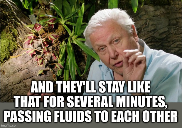 David Attenborough | AND THEY'LL STAY LIKE THAT FOR SEVERAL MINUTES, PASSING FLUIDS TO EACH OTHER | image tagged in david attenborough | made w/ Imgflip meme maker