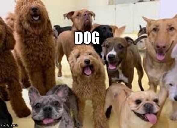 dog army | DOG | image tagged in dog army | made w/ Imgflip meme maker