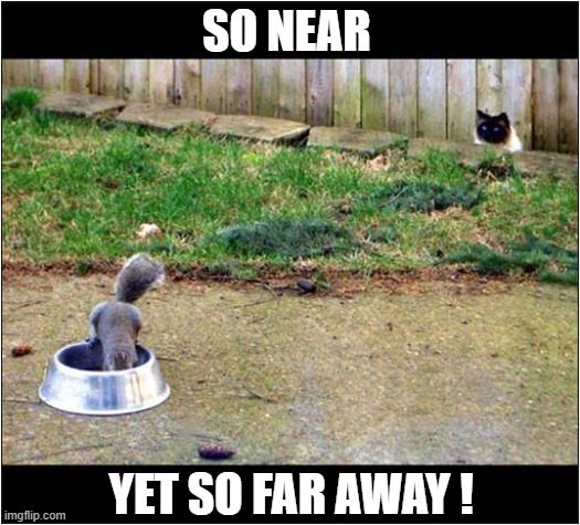Cat Vs Squirrel | SO NEAR; YET SO FAR AWAY ! | image tagged in cats,squirrel,hunting | made w/ Imgflip meme maker