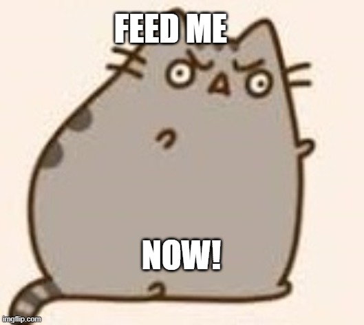 Y U NO PUSHEEN | FEED ME NOW! | image tagged in y u no pusheen | made w/ Imgflip meme maker