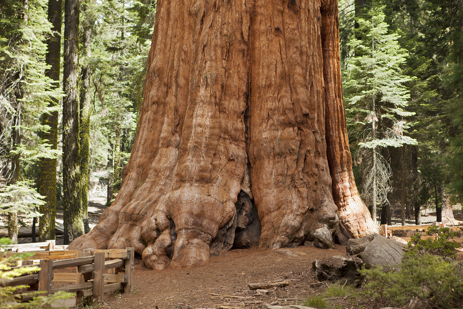 Tree Blank Meme Template