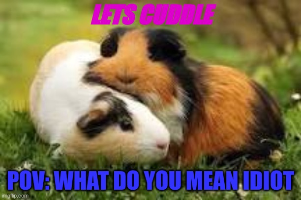 guinea pigs hugging | LETS CUDDLE; POV: WHAT DO YOU MEAN IDIOT | image tagged in guinea pigs hugging | made w/ Imgflip meme maker