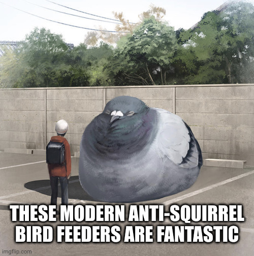 Beeg Birb | THESE MODERN ANTI-SQUIRREL BIRD FEEDERS ARE FANTASTIC | image tagged in beeg birb | made w/ Imgflip meme maker