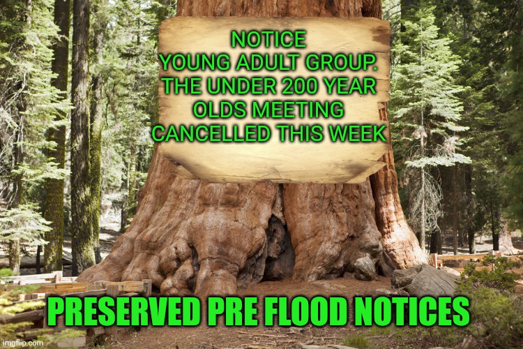 Tree | NOTICE
YOUNG ADULT GROUP.
THE UNDER 200 YEAR OLDS MEETING CANCELLED THIS WEEK; PRESERVED PRE FLOOD NOTICES | image tagged in tree | made w/ Imgflip meme maker