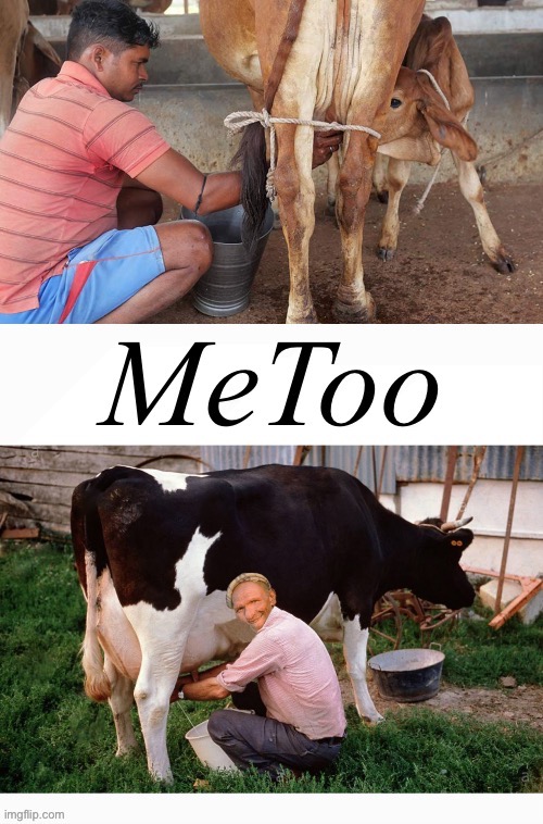 Moo Too | image tagged in metoo | made w/ Imgflip meme maker