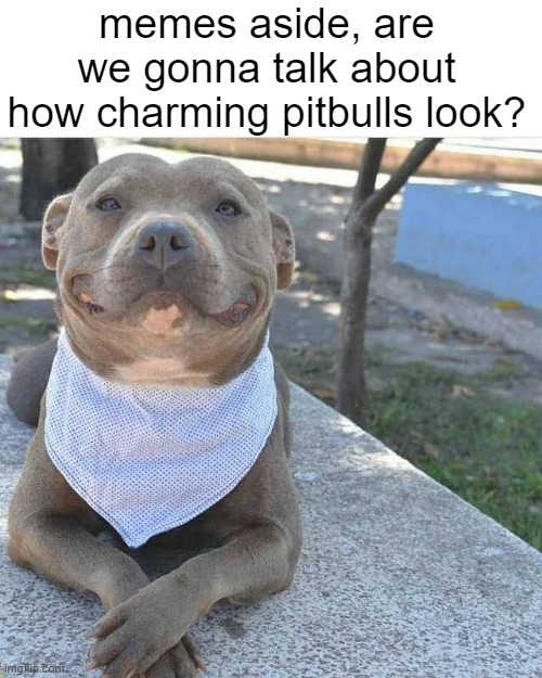 :3 | memes aside, are we gonna talk about how charming pitbulls look? | image tagged in idk | made w/ Imgflip meme maker