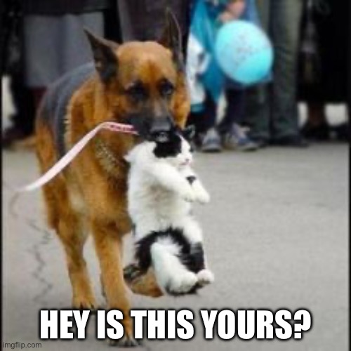 German shepherd Dog carry carries carrying cat  | HEY IS THIS YOURS? | image tagged in german shepherd dog carry carries carrying cat | made w/ Imgflip meme maker