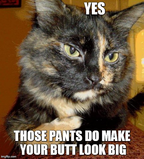 contempt cat | YES THOSE PANTS DO MAKE YOUR BUTT LOOK BIG | made w/ Imgflip meme maker