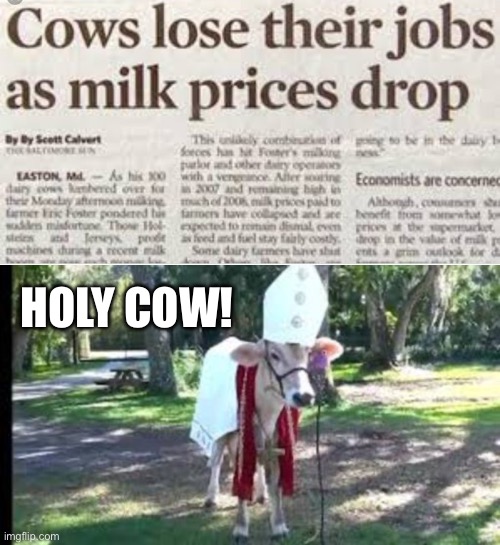 Poor cows | HOLY COW! | image tagged in holy cow,you had one job,stupid people | made w/ Imgflip meme maker