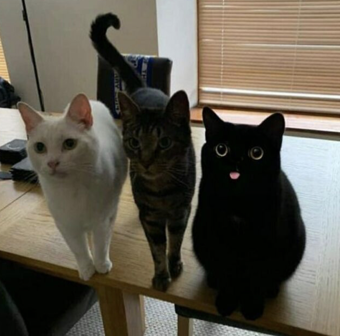 three cats Blank Meme Template