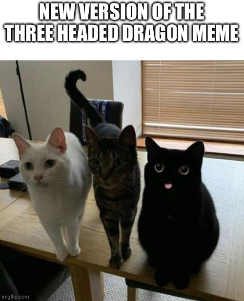 three cats | NEW VERSION OF THE THREE HEADED DRAGON MEME | image tagged in three cats | made w/ Imgflip meme maker