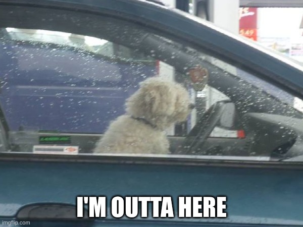 I'M OUTTA HERE | image tagged in dog,funny,meme,car,puppy,you have been eternally cursed for reading the tags | made w/ Imgflip meme maker
