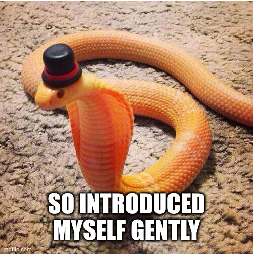 Dapper Snek | SO INTRODUCED MYSELF GENTLY | image tagged in dapper snek | made w/ Imgflip meme maker