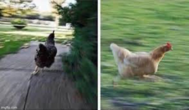 running chicken | image tagged in running chicken | made w/ Imgflip meme maker