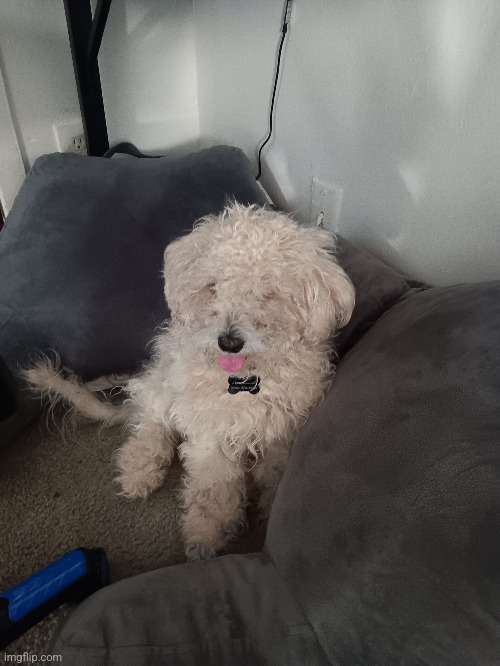 my dog | made w/ Imgflip meme maker