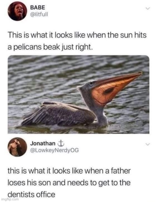 Finding Nemo reference | image tagged in finding nemo,pelican | made w/ Imgflip meme maker
