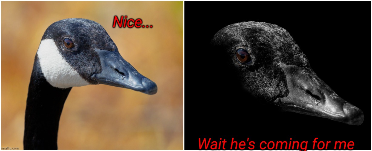 Uncanny goose | Nice... Wait he's coming for me | image tagged in uncanny goose | made w/ Imgflip meme maker