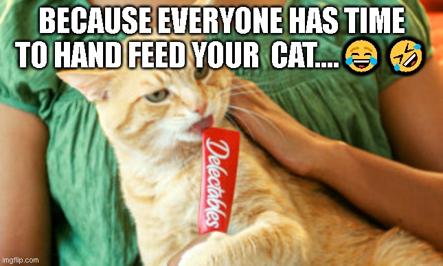 BECAUSE EVERYONE HAS TIME TO HAND FEED YOUR  CAT....😂🤣 | image tagged in funny memes | made w/ Imgflip meme maker
