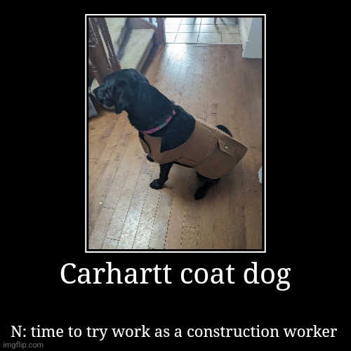 Carhartt coat dog | N: time to try work as a construction worker | image tagged in funny,demotivationals | made w/ Imgflip demotivational maker
