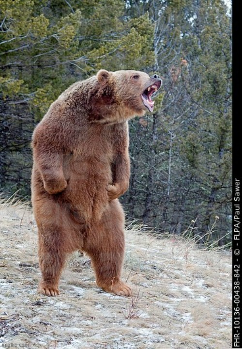 Angry bear | image tagged in angry bear | made w/ Imgflip meme maker