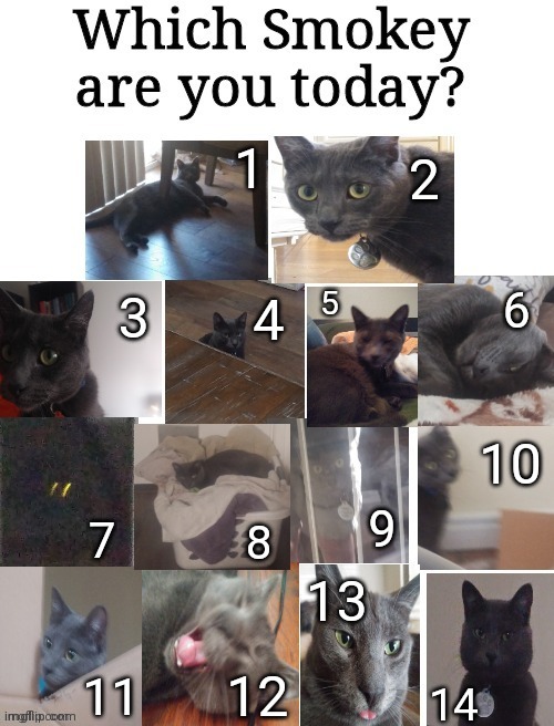 This is my cat | made w/ Imgflip meme maker
