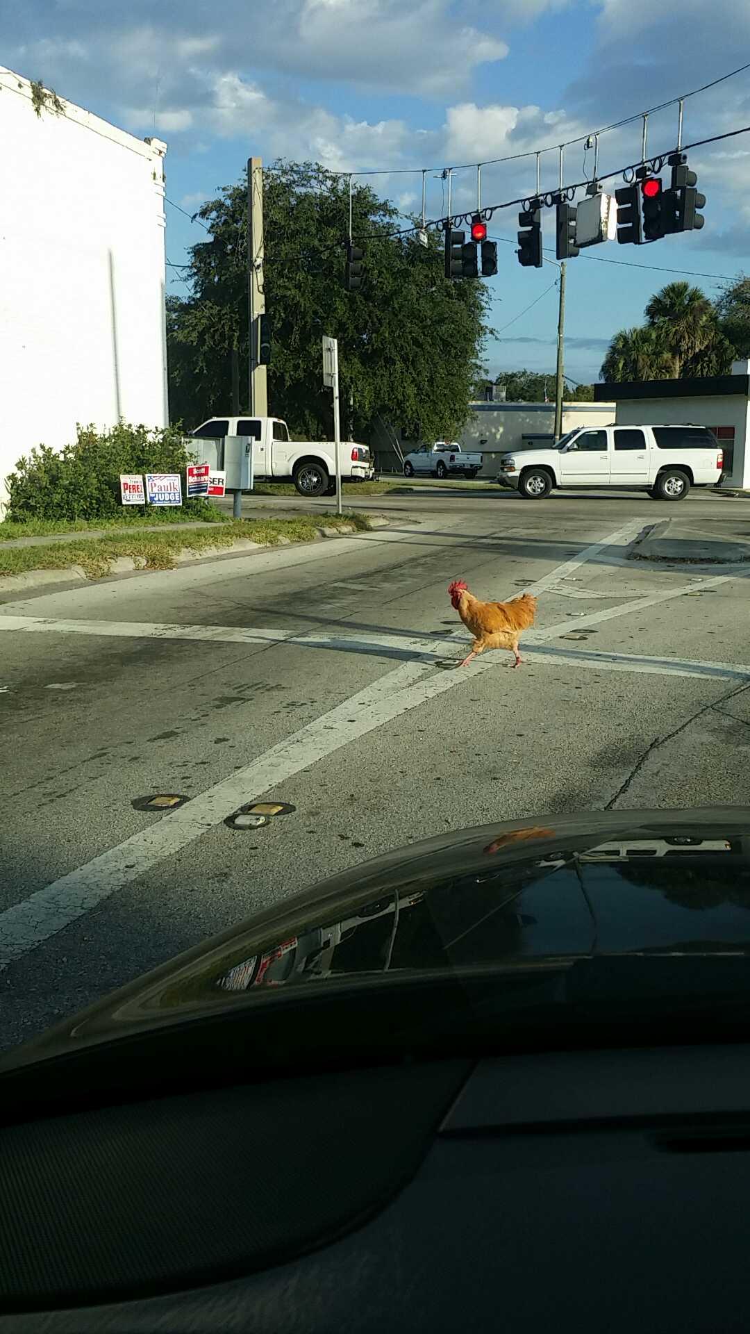 High Quality Chicken crossing the road Blank Meme Template