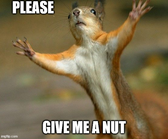 Squirrel | PLEASE; GIVE ME A NUT | image tagged in nuts | made w/ Imgflip meme maker