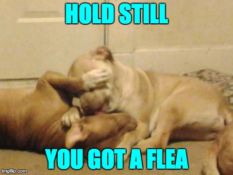 HOLD STILL YOU GOT A FLEA | image tagged in playtime sisters | made w/ Imgflip meme maker