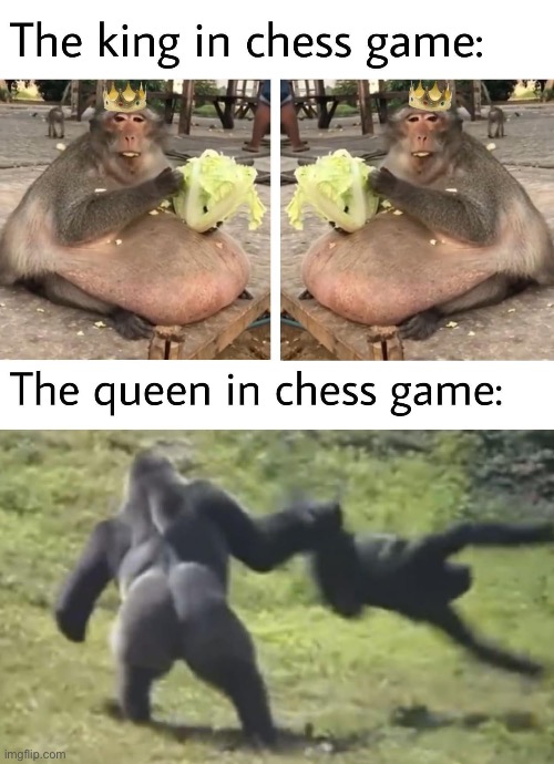 image tagged in monkey,chess | made w/ Imgflip meme maker